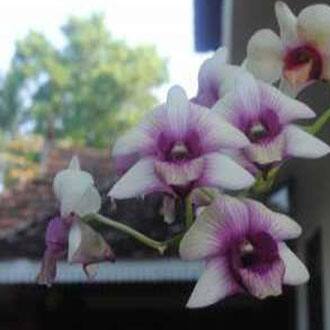 Diana Homestay, Varkala 4